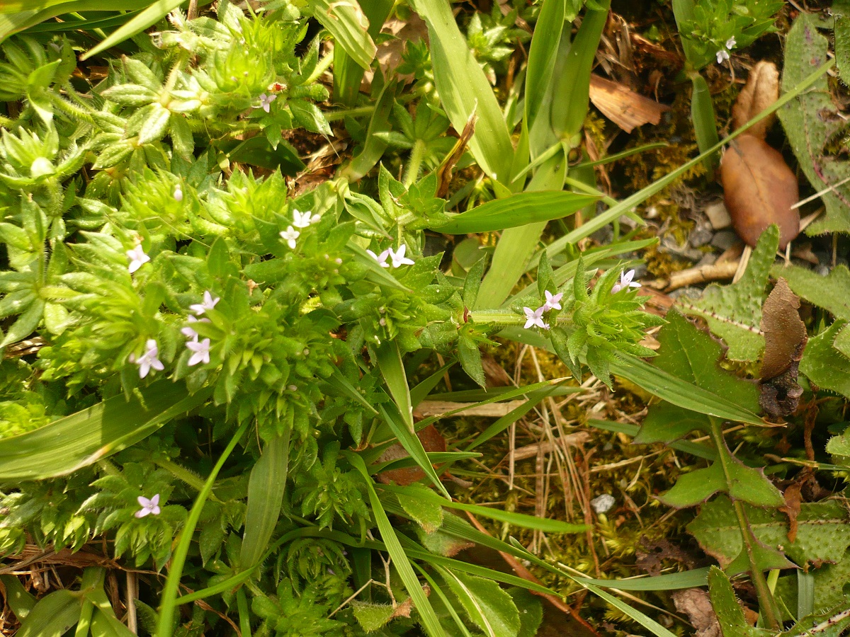 Sherardia arvensis (Rubiaceae)